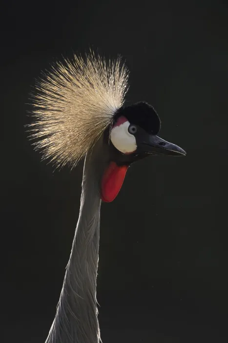 Framed Print : South African Crowned Crane or Grey-necked Crowned Crane (Balearica regulorum)