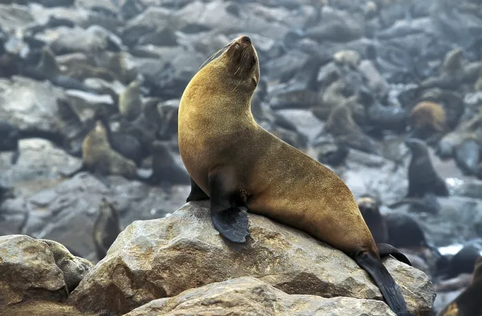 Framed Print : SOUTH AFRICAN FUR SEAL (arctocephalus pusillus) Framed Print : SOUTH AFRICAN FUR SEAL (arctocephalus pusillus)