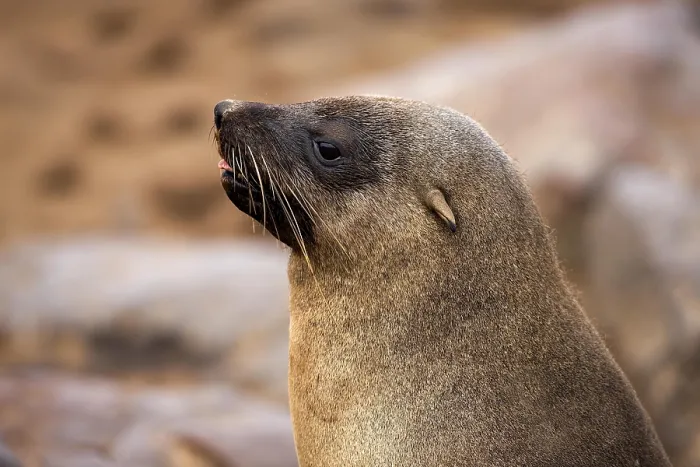 Framed Print : South African Fur Seal (arctocephalus pusillus)