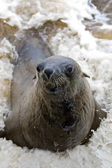 Framed Print : South African Fur Seal (arctocephalus pusillus)
