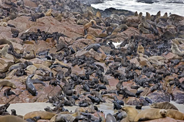 Framed Print : South African Fur Seal (arctocephalus pusillus)