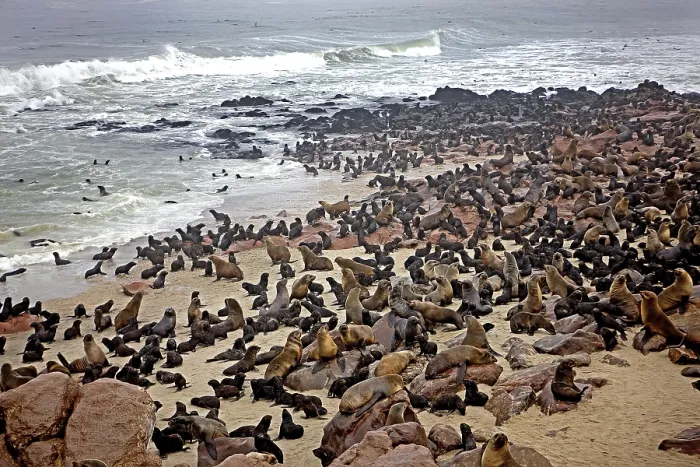 Framed Print : South African Fur Seal (arctocephalus pusillus)
