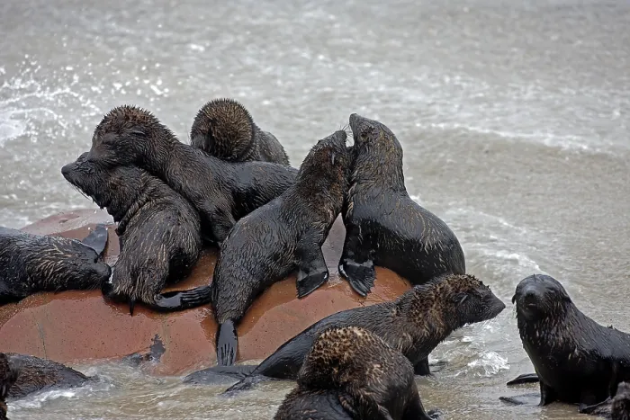 Framed Print : South African Fur Seal (arctocephalus pusillus)