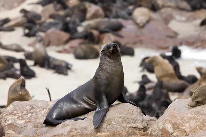 Framed Print : South African Fur Seal (arctocephalus pusillus)