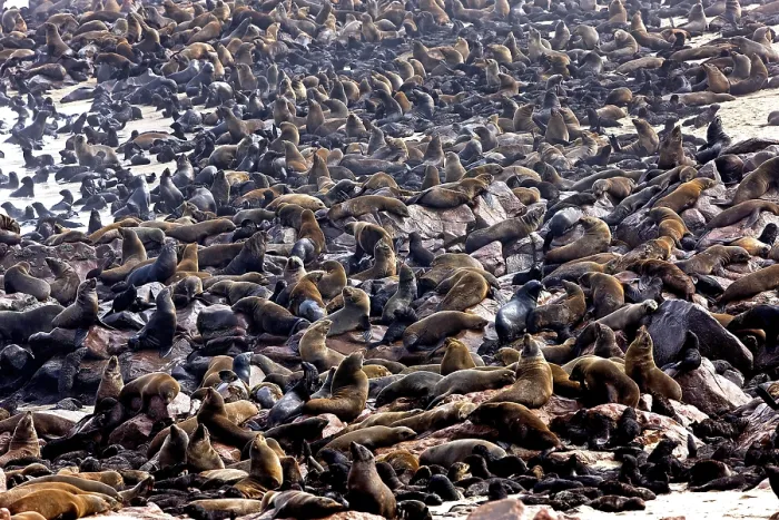 Framed Print : South African Fur Seal (arctocephalus pusillus)