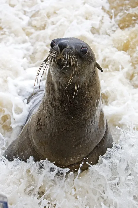 Framed Print : SOUTH AFRICAN FUR SEAL (arctocephalus pusillus) IN CAPE CROSS IN NAMIBIA