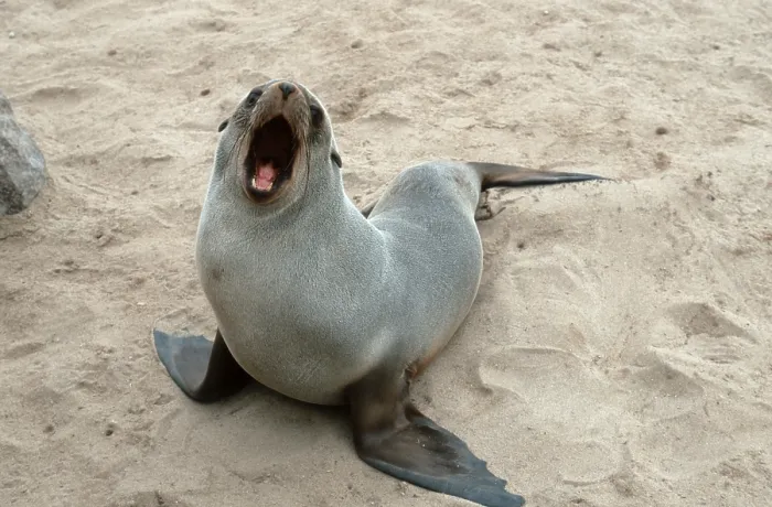 Framed Print : South African Fur Seal, yawning Framed Print : South African Fur Seal, yawning