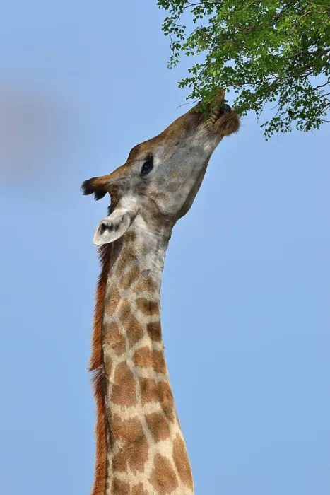Framed Print : South African giraffe or cape giraffe (Giraffa giraffa giraffa)