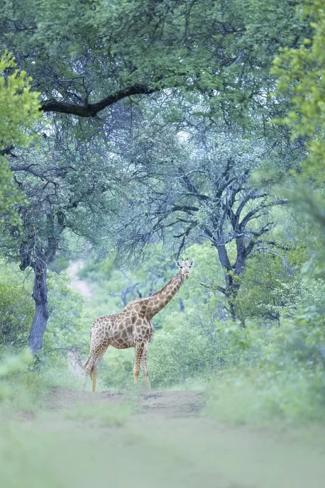 Framed Print : South African Giraffe (Giraffa camelopardalis giraffa) standing on trail under big trees in green rainforest