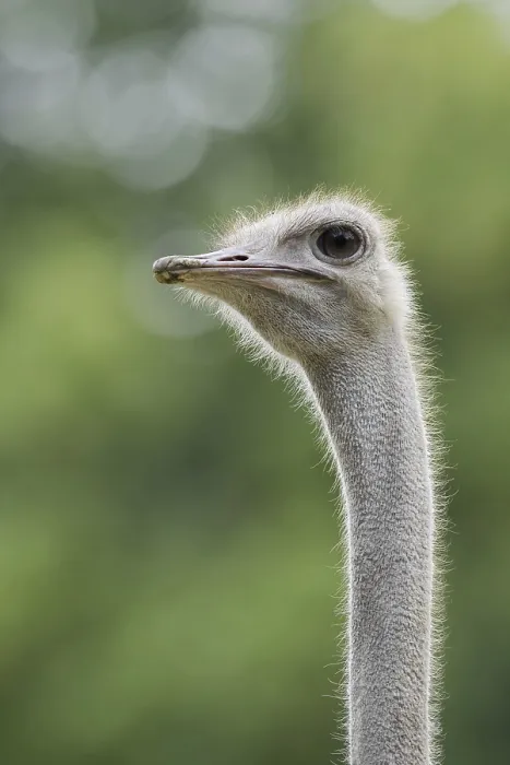 Framed Print : South African ostrich (Struthio camelus australis)