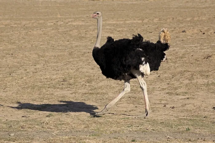 Framed Print : South African Ostrich (Struthio camelus australis)
