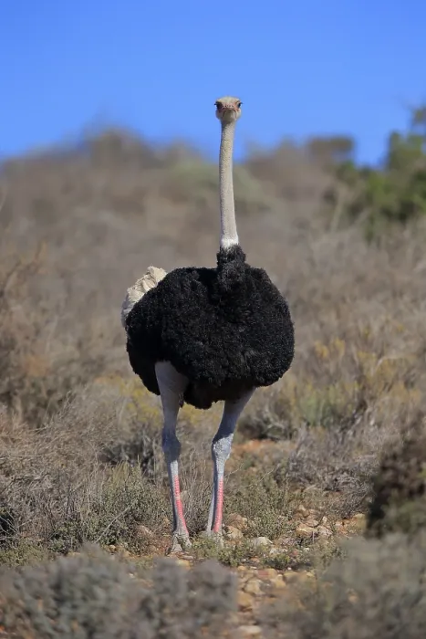 Framed Print : South African ostrich (Struthio camelus australis)