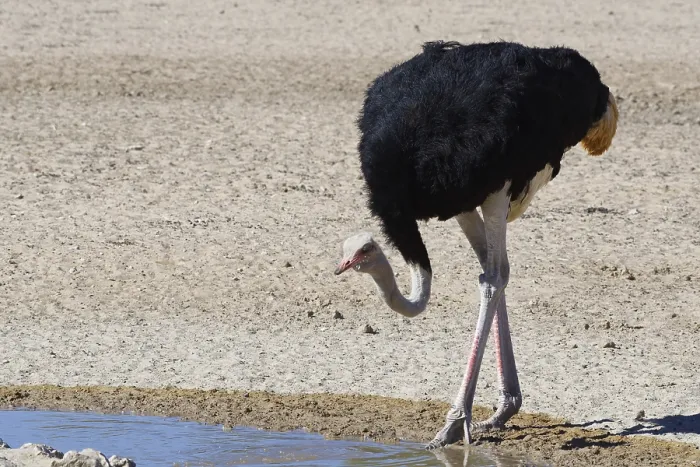 Framed Print : South African ostrich (Struthio camelus australis) Framed Print : South African ostrich (Struthio camelus australis)