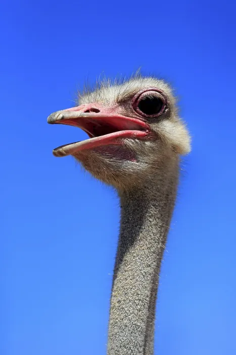 Framed Print : South african ostrich (Struthio camelus australis)