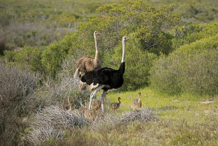 Framed Print : South African Ostrich (Struthio camelus australis)