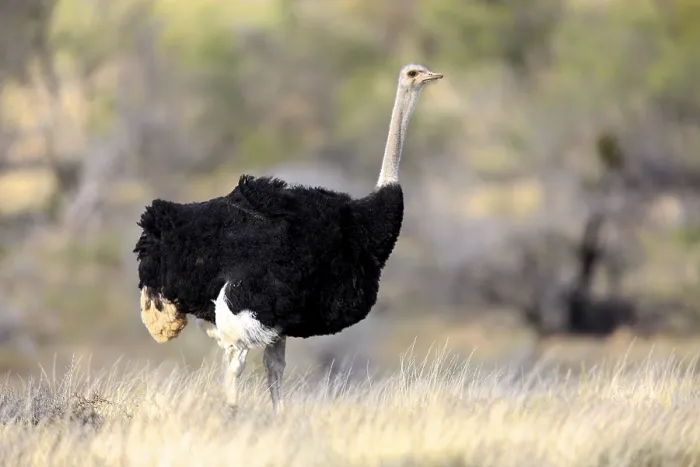 Framed Print : South african ostrich (Struthio camelus australis)