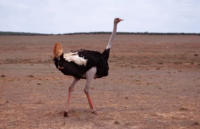 Framed Print : South African ostrich, Struthio camelus australis Framed Print : South African ostrich, Struthio camelus australis