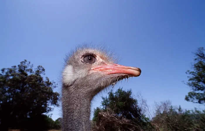 Framed Print : South African ostrich, Struthio camelus australis