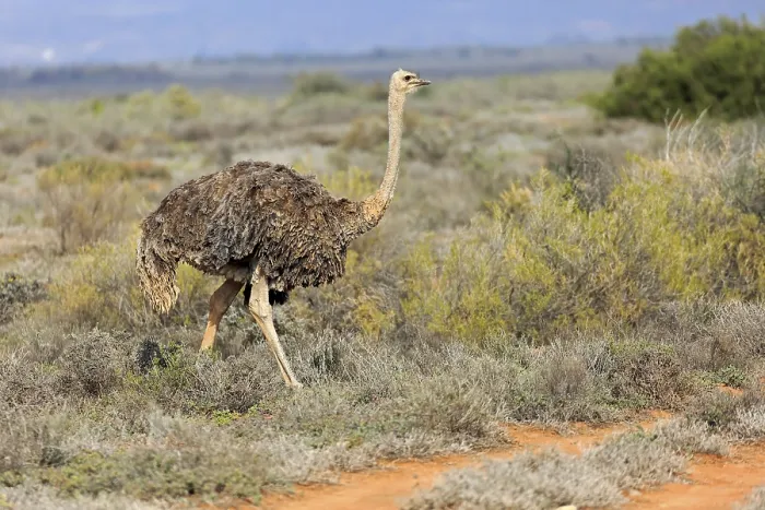 Framed Print : South African ostrich (Struthio camelus australis) Framed Print : South African ostrich (Struthio camelus australis)