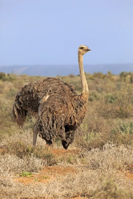 Framed Print : South African ostrich (Struthio camelus australis) Framed Print : South African ostrich (Struthio camelus australis)