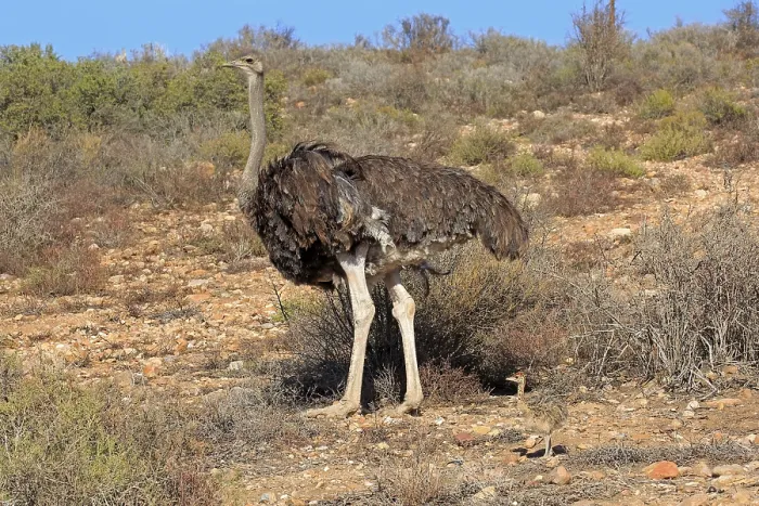 Framed Print : South African ostrich (Struthio camelus australis)