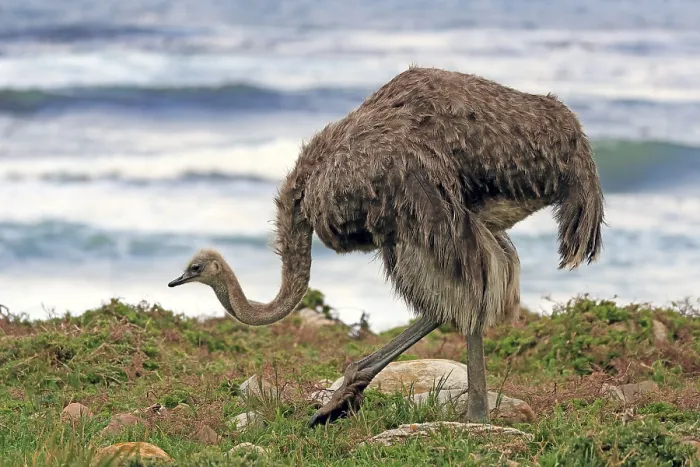 Framed Print : South African ostrich (Struthio camelus australis) Framed Print : South African ostrich (Struthio camelus australis)