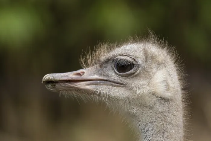 Framed Print : South African ostrich (Struthio camelus australis)