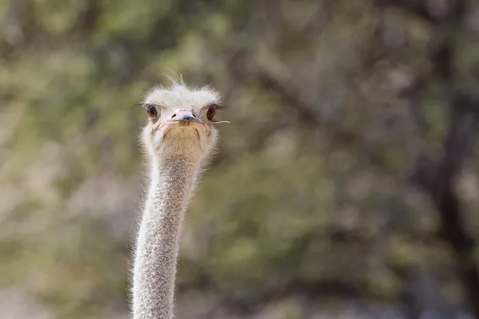 Framed Print : South African ostrich (Struthio camelus australis) Framed Print : South African ostrich (Struthio camelus australis)