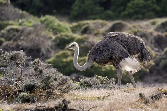 Framed Print : South African ostrich (Struthio camelus australis) Framed Print : South African ostrich (Struthio camelus australis)