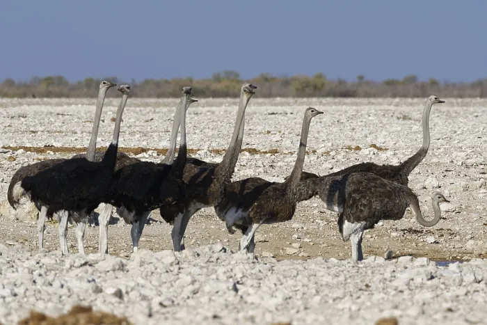 Framed Print : South African ostriches (Struthio camelus australis)