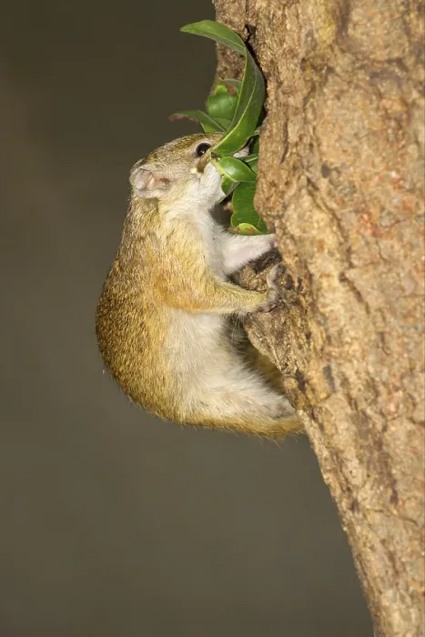 Framed Print : South African smith's bush squirrel (Paraxerus cepapi) adult