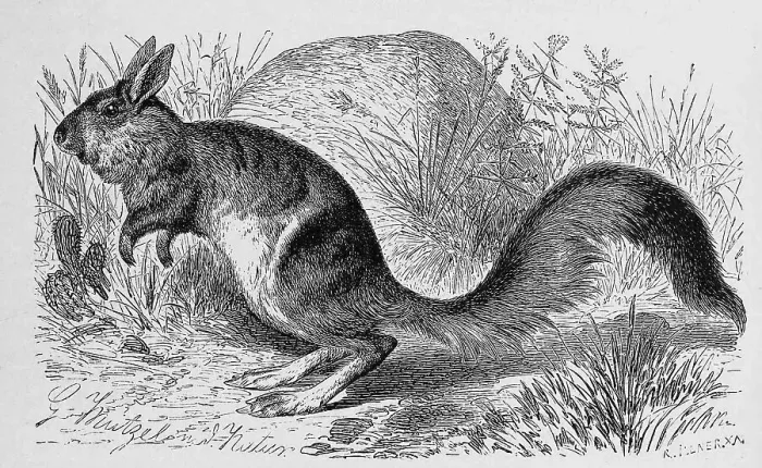 Framed Print : South african springhare (Pedetes capensis) is a rodent of South and East African semi-deserts and dry savannahs