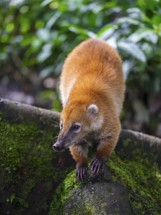 Framed Print : South American coati (Nasua nasua)
