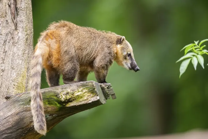 Framed Print : South American coati (Nasua nasua) on an old tree trunk