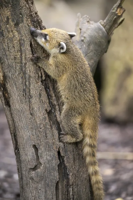 Framed Print : South American coati (Nasua nasua) youngster klimbing a little tree