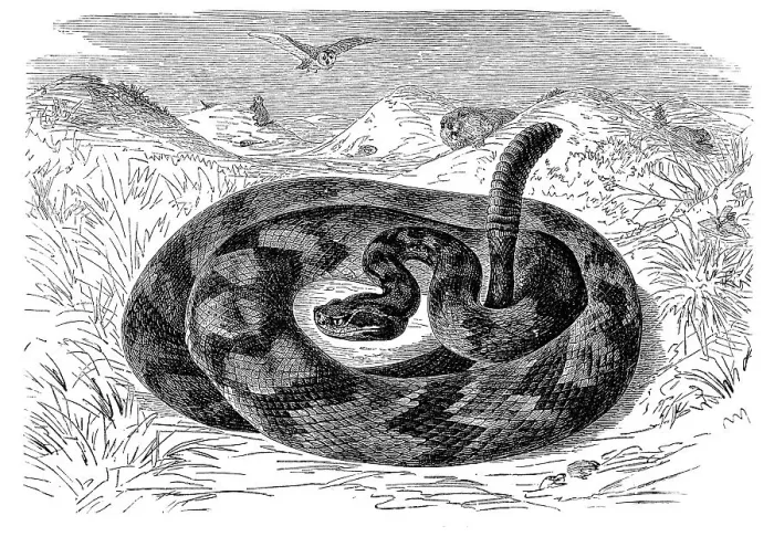 Framed Print : South American rattlesnake (Crotalus durissus)