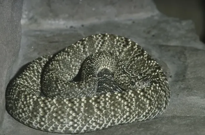 Framed Print : South American Rattlesnake (Crotalus vegrandis)