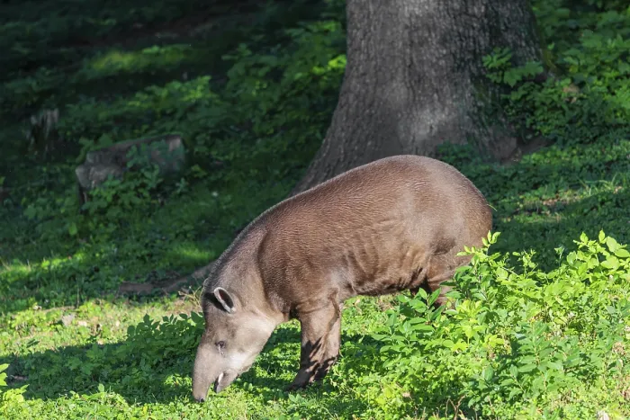 Framed Print : A South American tapir (Tapirus terrestris) runs through the undergrowth at the edge of the forest in search of food