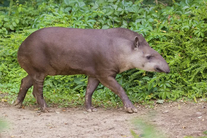 Framed Print : A South American tapir (Tapirus terrestris) walks on a path along dense green vegetation