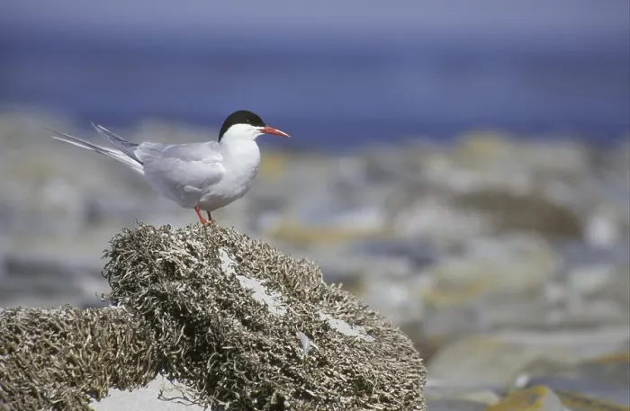 Framed Print : South American Tern (Sterna hirundinacea) standing on rock