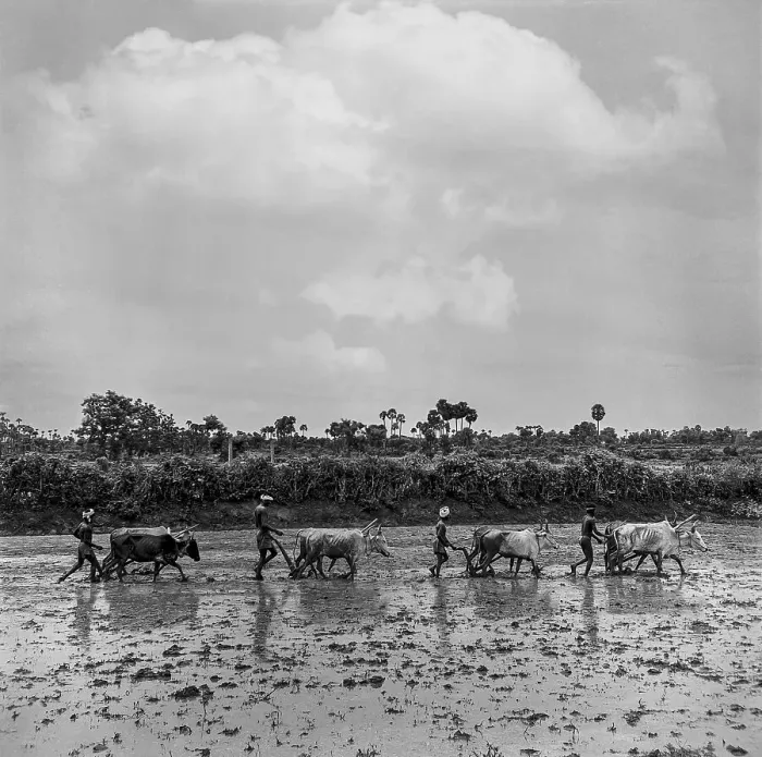 Framed Print : Four South Asian Indian farmers ploughing fields Framed Print : Four South Asian Indian farmers ploughing fields
