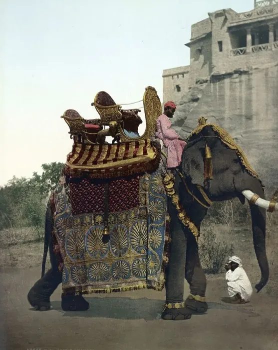 Framed Print : South India. Government Elephant in State Costume Framed Print : South India. Government Elephant in State Costume