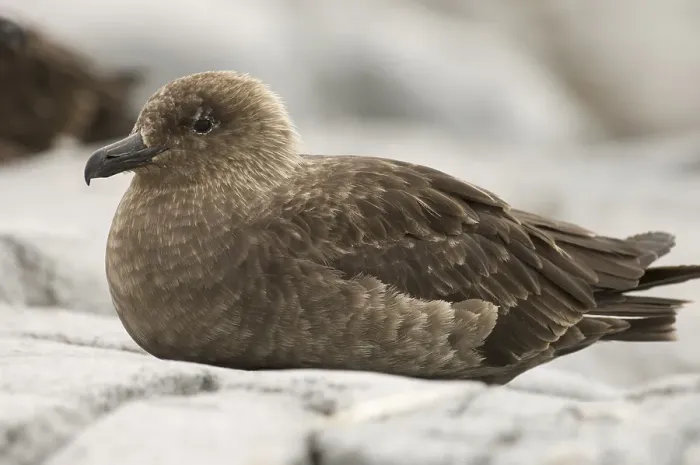 Framed Print : South Polar Skua (Stercorarius maccormicki)