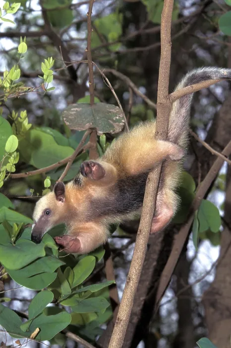 Framed Print : Southern Anteater (tamandua tetradactyla)