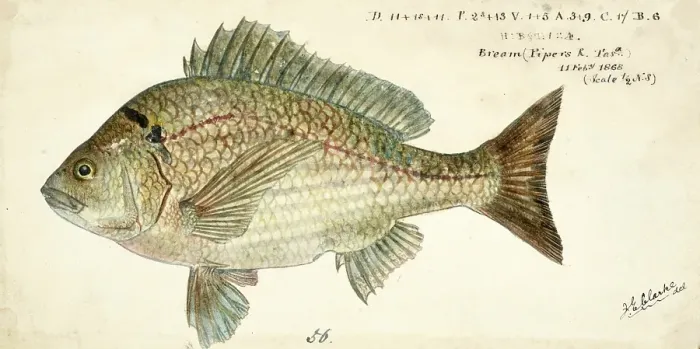 Framed Print : Southern black bream, Acanthopagrus butcheri, black Bream, fish, reproduction of an original, by Frank Edward Clarke (born 1849, died 1899), ichthyologist and scientific draughtsman