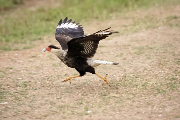 Framed Print : Southern Crested Caracara (Caracara plancus, formerly Polyborus plancus), adult running along the ground, Pantanal, Brazil, South America Framed Print : Southern Crested Caracara (Caracara plancus, formerly Polyborus plancus), adult running along the ground, Pantanal, Brazil, South America