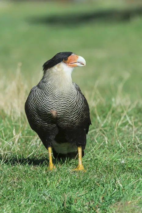 Framed Print : Southern Crested Caracara (Caracara plancus)
