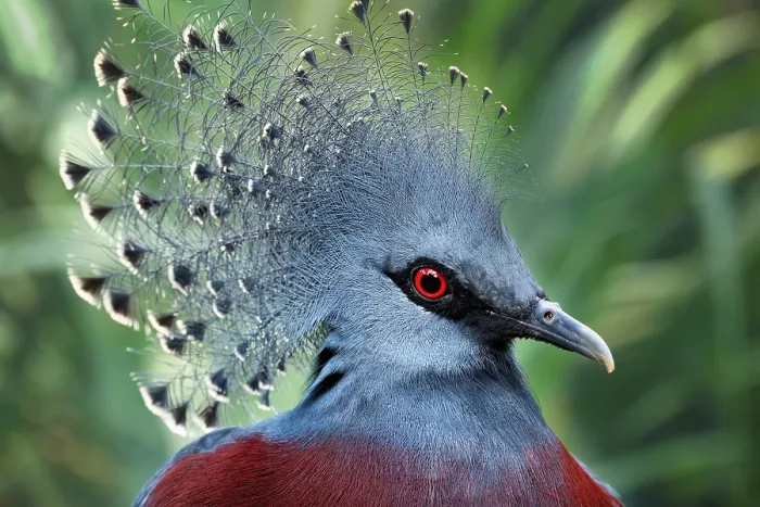 Framed Print : Southern Crowned Pigeon (Goura scheepmakeri)