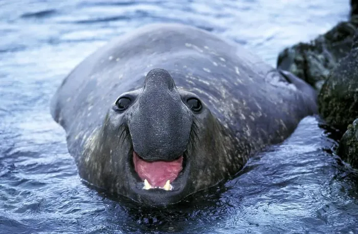 Framed Print : Southern Elephant Seal (mirounga leonina)