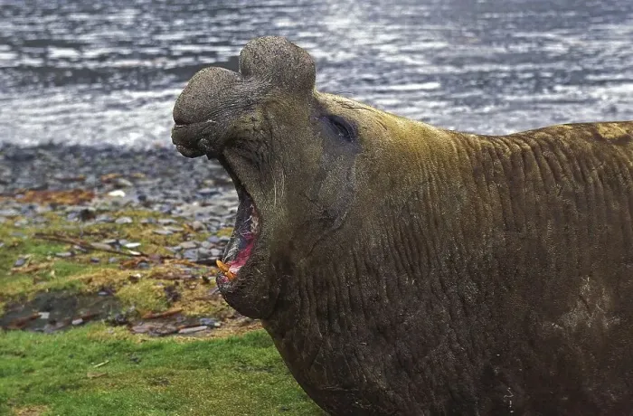 Framed Print : Southern Elephant Seal (mirounga leonina)